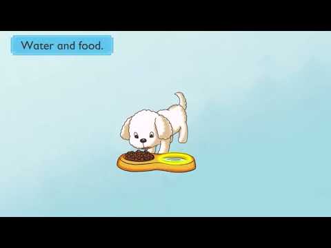 Unit1 Pets - What do Pets need - 外研新交际1年级下册