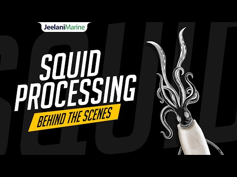 Watch How Squid Gets Processed in a Seafood Factory | JEELANI MARINE PRODUCTS