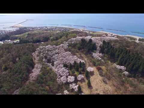 諸上寺公園の桜（新潟県村上市）Cherry Blossoms at Shojoji Park  MurakamiCity, Niigata Pref Japan