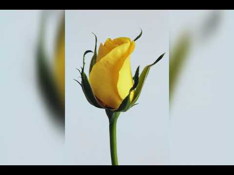 Looking for nice pictures of Roses for your birthday and party.