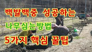 나무심기  사과나무 심는방법  가을농원꿀팁