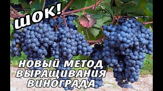 ШОК! НОВЫЙ МЕТОД. Виноград. Урожай. Обрезка. Советы профессионала. Укрытие. Методы.
