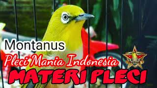 Download lagu Pleci Montanus daput maput (monty) Masteran mp3