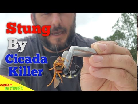 3rd YouTube video about are cicada killer wasp dangerous