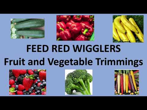 Create a Simple Vermicomposting Bin With Red Wigglers for only $74 🪱🪱🪱 (Please Like!!!)