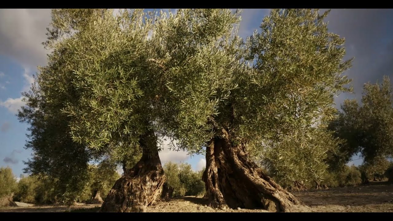 Cultura del Olivo.  Un saber milenario que mira al futuro.