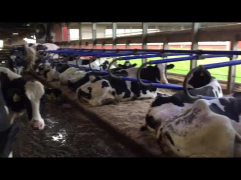 EASYFIX STALL DIVIDER AND DOUBLE FOAM MAT