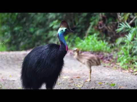 Kuranda ~ Village in the Rainforest
