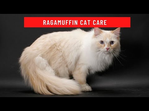 How to take care of a ragamuffin cat updated 2021
