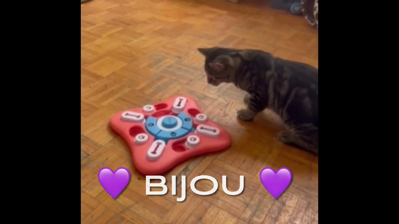 Enlarge Bijou, a ADOPTABLE mixed breed in Toronto, ON video 6/6