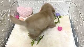 ゴールデンレトリバーの動画01