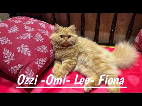 Cat’s|Cat’s Funny Activity || lovely ||#catsfunnyvideos