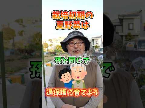 この夏の果物や野菜の発育を促進するために、菜園で木の灰をどのように使用しますか?  庭園