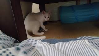 鰹を持ち運ぶようになったあめちゃん