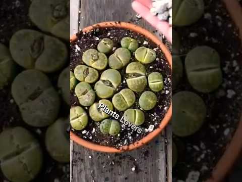, title : 'How do you care for indoor lithops, Lithops Plant Care Guide How to Grow Living Stones#plants lovers'