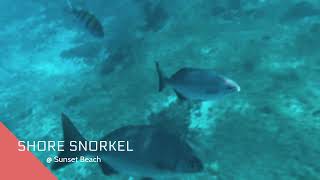 Harmony of the Seas- Sunset Beach Shore Snorkel Cozumel @CruiseLikeaDavis