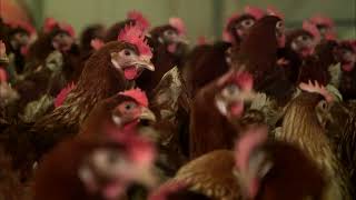 Thumbnail del capítulo