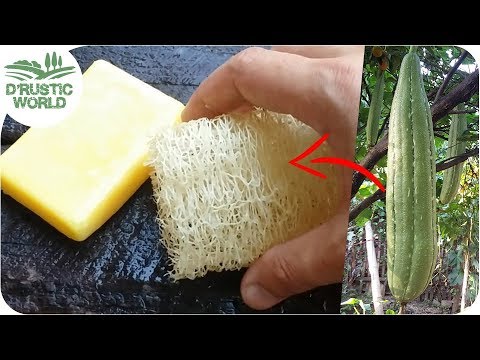 How to Make Loofah Sponge at Home
