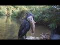 Unbelievable Bird Catches And Eats A Huge Fish