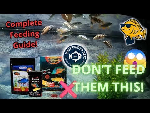 Feeding African Cichlids – What, When & How?? | Ultimate Guide for Mbuna, Haps & Peacocks