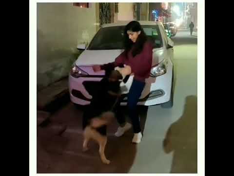 Swastika with dog cute video