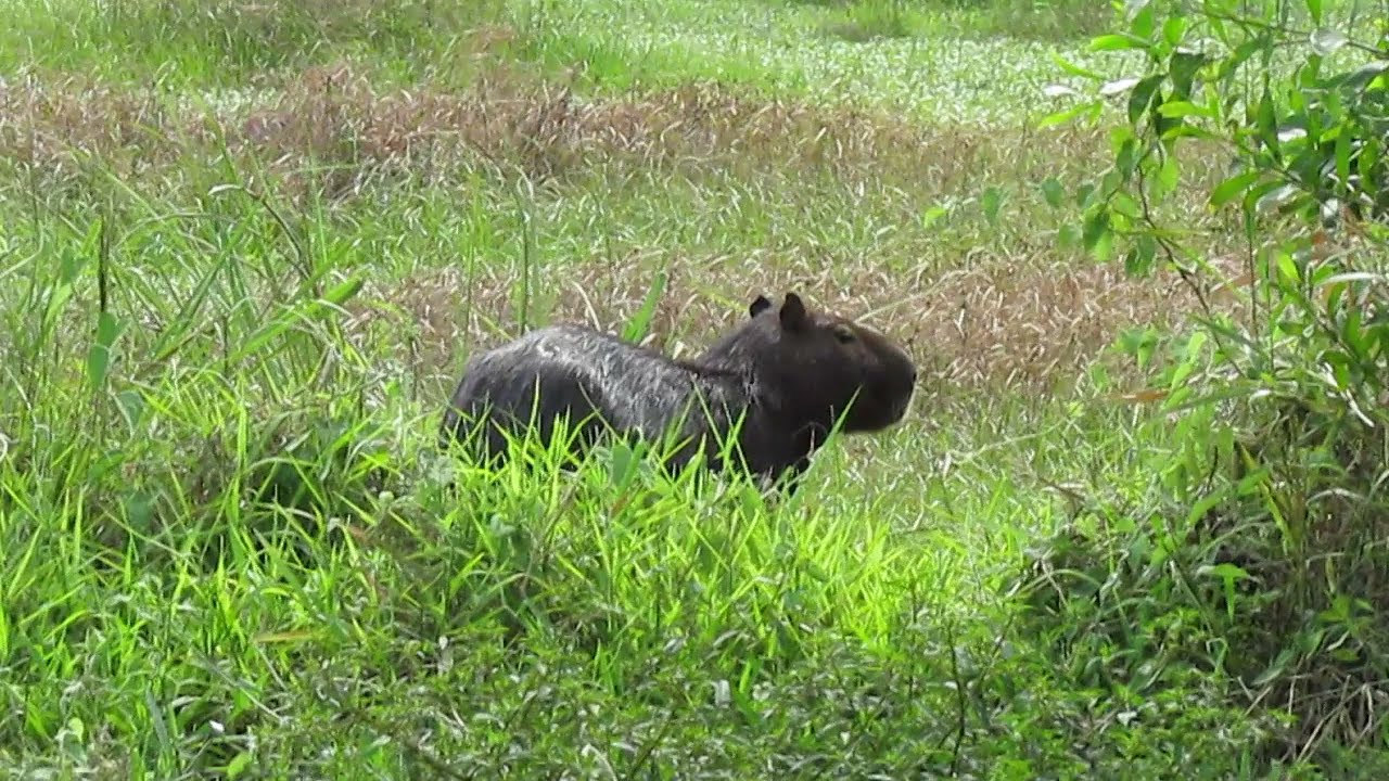 O grito da capivara.