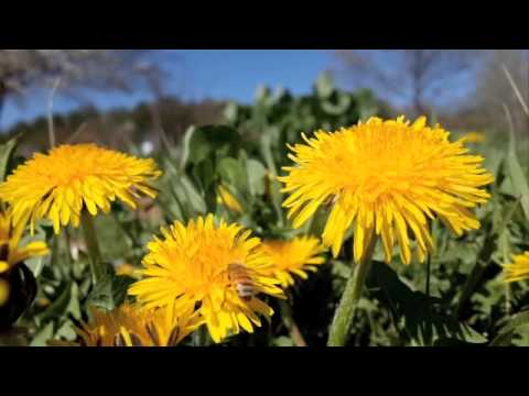 Ricoh GRのテスト動画