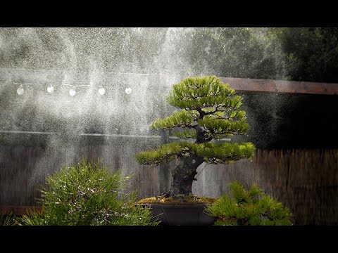Abies cephalonica root grafting - Arkefthos Bonsai