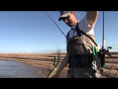 download lagu mp3 mp4 Chandelier Island, download lagu Chandelier Island gratis, unduh video klip Chandelier Island