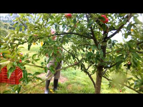 download lagu mp3 mp4 English Cider Apple Varieties, download lagu English Cider Apple Varieties gratis, unduh video klip English Cider Apple Varieties