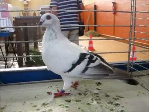 Damascener - Damascene, Exposition Avicole Illfurth 2012