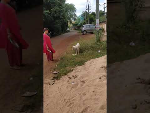 🐶dog Special 😋Video