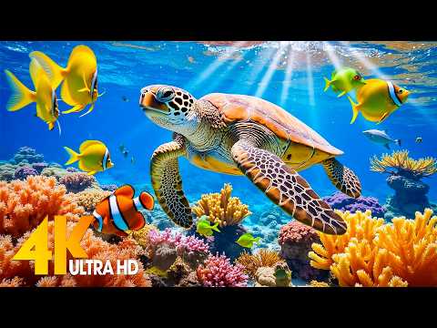 In The Aquarium You Can See Huge Sea Creatures 4K (ULTRA HD) - The Most Beautiful Fish In The World