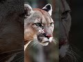 Big Cats Officially EXIST in the UK! DNA PROOF!