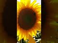 Sunflower - LAW #guitarmusic #guitar #acousticsinger #music #acousticplayer #guitarsongs #singer