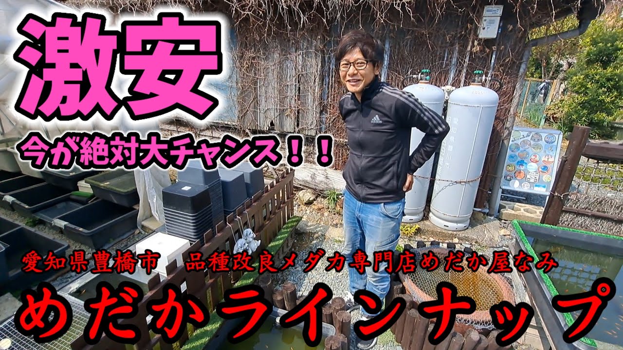 【激安】今が絶対大チャンス！めだかラインナップ発表【愛知県豊橋市/品種改良メダカ専門店めだか屋なみ】坂出三色.獅子流し.レックウザ.魔王.ピンクサファイア.コスモス.安らぎAQUAちゃんねる