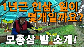 1년근 모종삼 잎이 몇개일까요? 묘삼밭 근황, 새싹삼