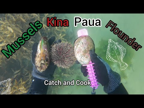 Mussels Kina Paua and Flounder an Epic Marlborough Catch and Cook