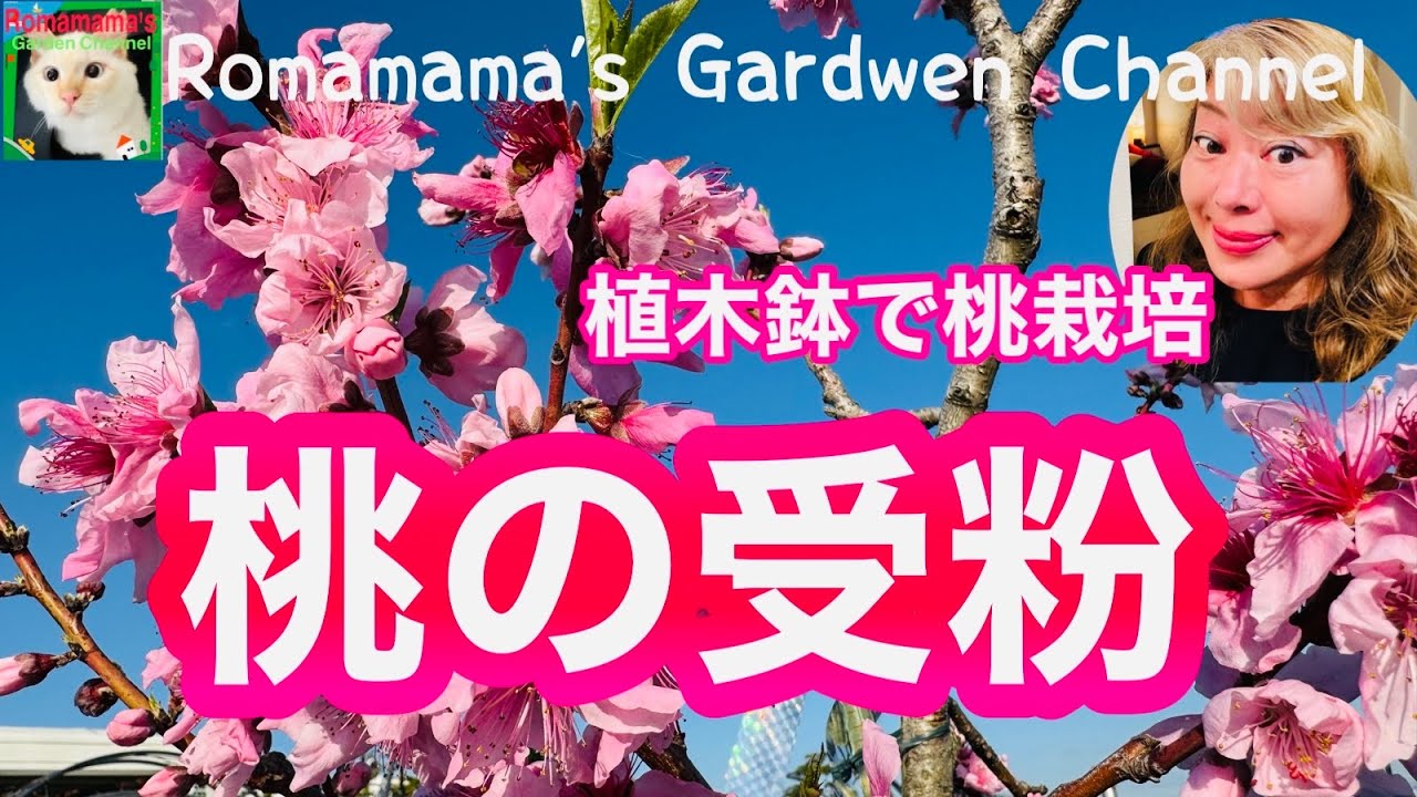 【鉢植え桃栽培】桃の受粉をしました。#もも　#桃栽培 