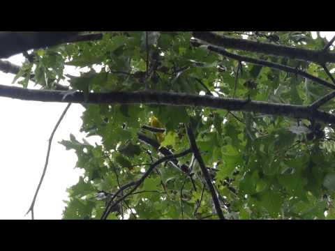 nature in my backyard episode 152 (HD)