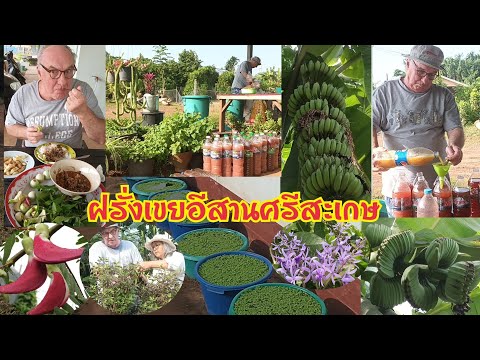ฝรั่งเก็บแหนแดงตากแดด ทำจุลินทรีย์สังเคราะห์แสงเพิ่ม กินลาบเป็ดกับขมิ้นขาวสดๆอ่อนๆผักแพวใบชะพูมะเขือ