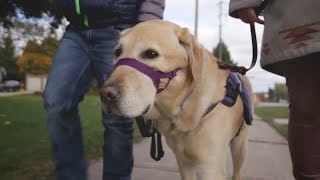 How a service dog transformed daily life for a boy with autism