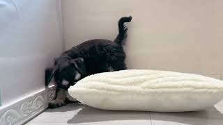 ミニチュアシュナウザーの動画01