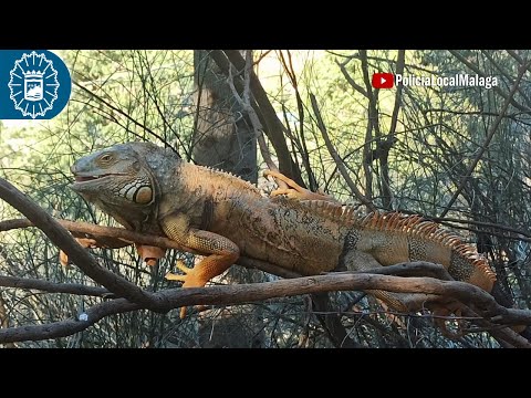 Tercer reptil en la misma zona de Málaga: capturan una iguana de grandes dimensiones