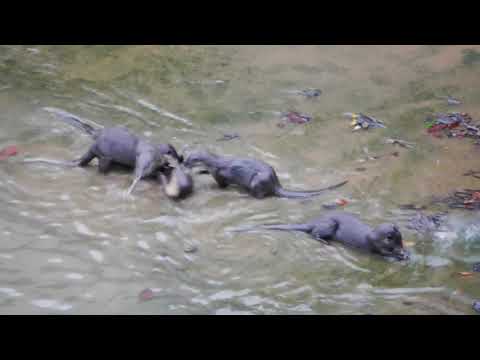 The Gathering _ oTTers, water monitor lizards, herons _ 19nov2020 Singapore Wildlife 6.55am
