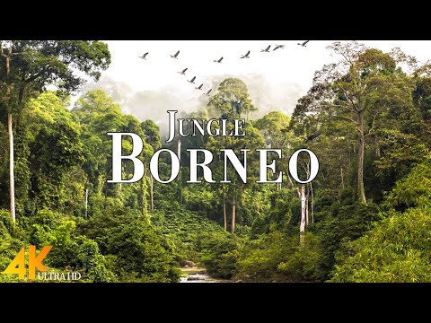 Borneo Jungle 4K - Amazing Tropical Rainforest In Asia | Scenic Relaxation Film with Calming Music