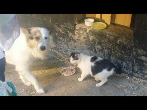 Стёпа тоже хочет есть/ Stepan also wants to eat