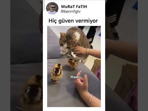 Civcivi alıp kaçtı