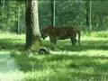 Crazy Safari In Italy