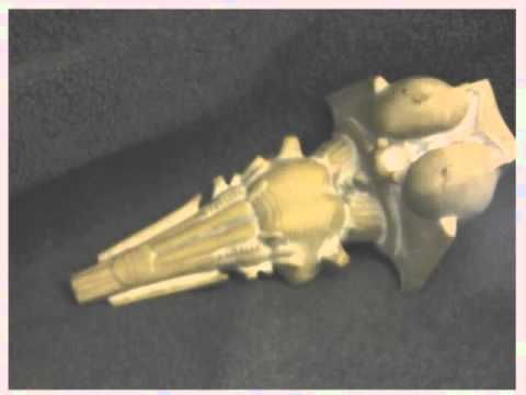 Dr. Fabian's Structures of the Brain, Part II